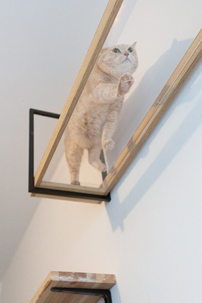 リフォーム後：猫専用棚を設置したリビング空間